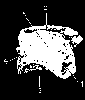 SECOND PHALANX OR OS CORONÆ