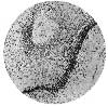 SECTION FROM FOOT OF SHEEP EMBRYO