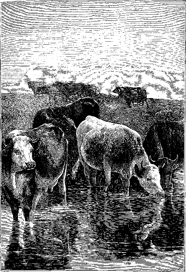 Oxen