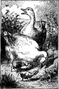 geese