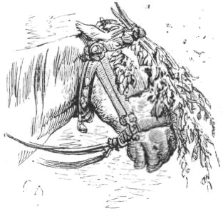 THE FLY-BRUSH.