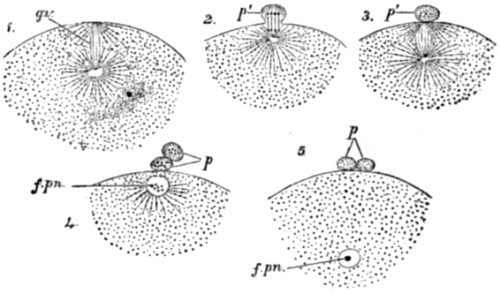 Polar bodies in the ovum of a star-fish.