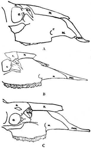 Skulls of Canadian Stag, Cervalces Americanus and Elk.