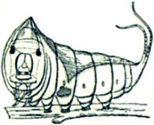 The larva of Puss Moth in its terrifying attitude after being disturbed.