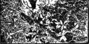 REMOVAL OF SOUTHERN INDIANS