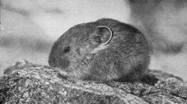 XXXIV. The Coney or Calling Hare  Photo by W. E. Carlin