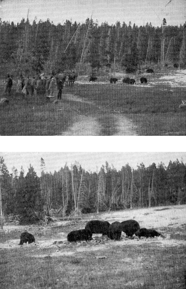 XLV. The Bears at feeding time  Photos by F. Jay Haynes