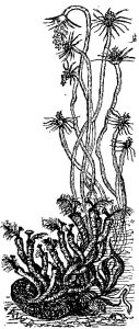 TUBE-FLOWER AND SERPULA.