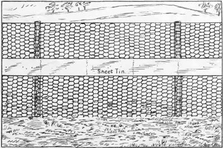Fence with Sheet Tin Four Feet from Ground.