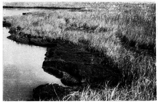 The south shore of the Lavallette study island showing the two major driftlines and the sparsely vegetated areas.