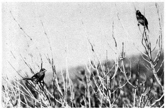 A mated, banded pair of Seaside Sparrows.