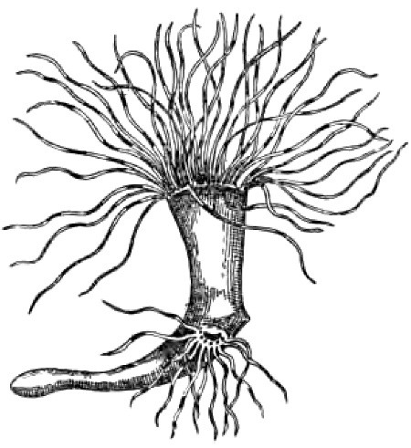 Fig. 1.—Cerianthus membranaceus, in which a second oral aperture, surrounded by tentacles, has appeared as the result of an artificial slit. (After Loeb.)