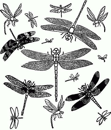DRAGON FLIES.