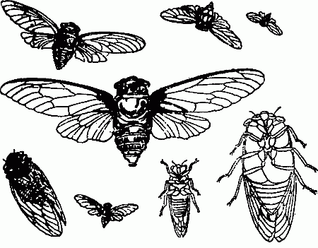 CICADA.
