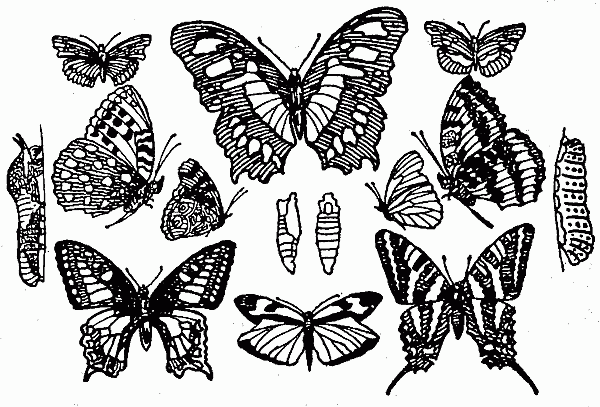 BUTTERFLIES.