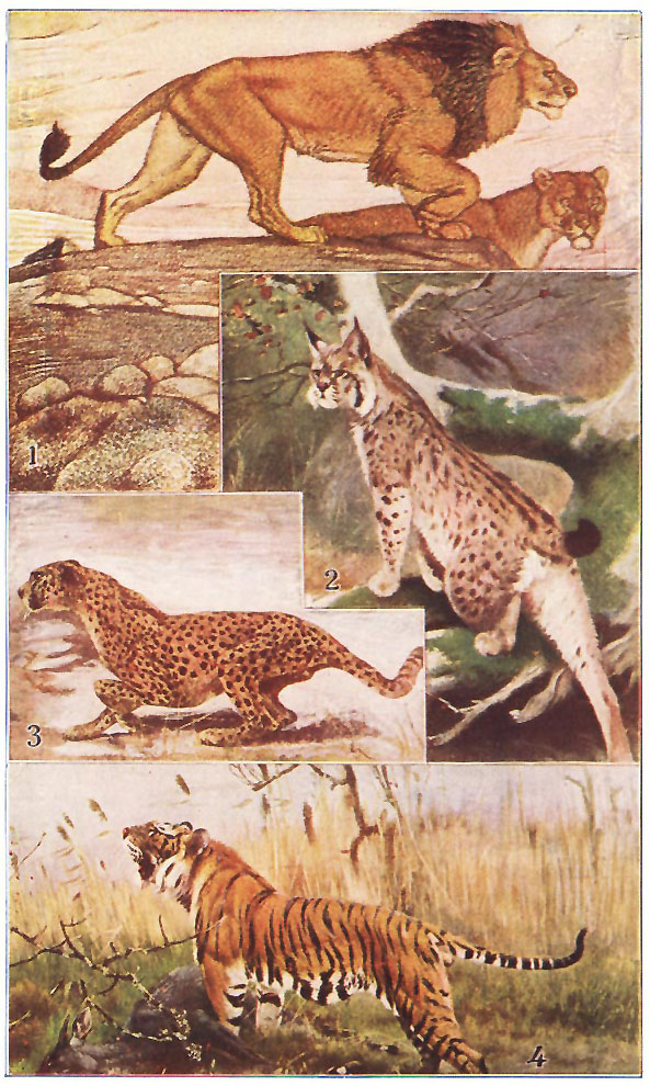 FOUR GREAT CATS
