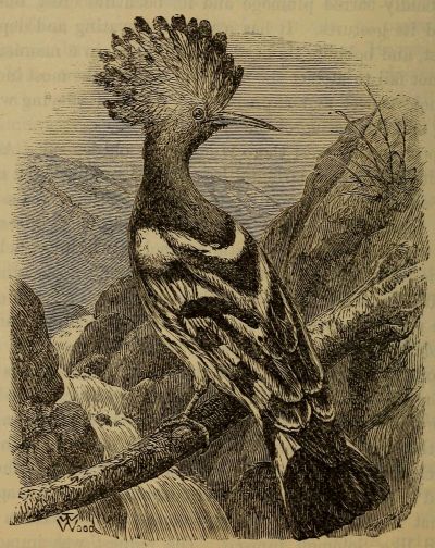lapwing