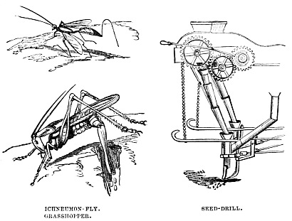 Image unavailable: ICHNEUMON-FLY.  GRASSHOPPER.  SEED-DRILL.