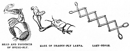 Image unavailable: HEAD AND PROBOSCIS OF HOUSE-FLY. MASK OF DRAGON-FLY LARVA. LAZY-TONGS.