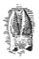 Hare