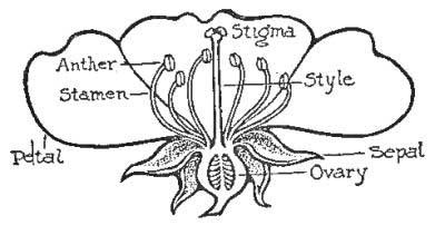 Flower—Ovary, Style, Stigma, Stamens, Anthers, Petals,
Sepals
