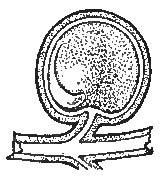 Entrance of Pollen-Tube through the Micropyle to the
Ovule