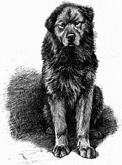 CHIEN DE L'ALASKA. D'APRS UNE PHOTOGRAPHIE DE M.
GOLDSCHMIDT.