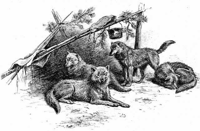 CHIENS-LOUPS DE L'ALASKA. DESSIN DE MALHER, D'APRS LE
CROQUIS DE L'AUTEUR.