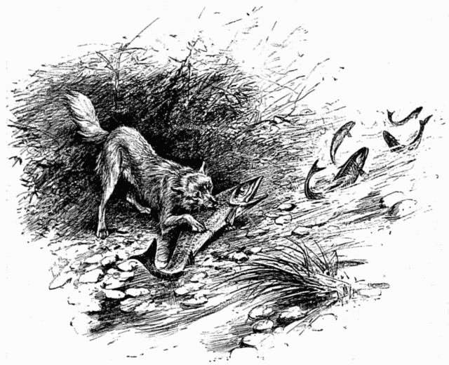 CHIEN PCHANT DES SAUMONS. DESSIN DE MALHER, D'APRS LE
CROQUIS DE L'AUTEUR.