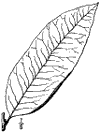 M. grandiflra.