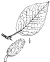 M. acuminta.
