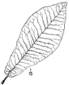 M. macrophlla.