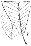 M. umbrlla.