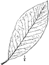 M. hypoleca.