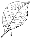 M. purprea.