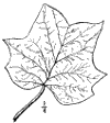 L. tulipfera.
