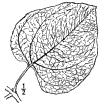 C. Japnicum.