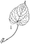I. polycrpa.