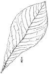 A. trloba.