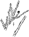 T. Gllica.