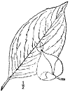 S. pentgyna.