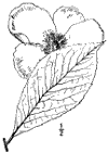 S. Virgnica.