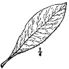 G. Lasinthus.