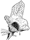 G. pubscens.