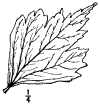 H. Syracus.