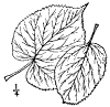 T. heterophlla.