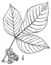 P. trifolita.