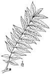 C. Sinnsis.