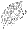 E. atropurpreus.