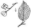 E. Europus.